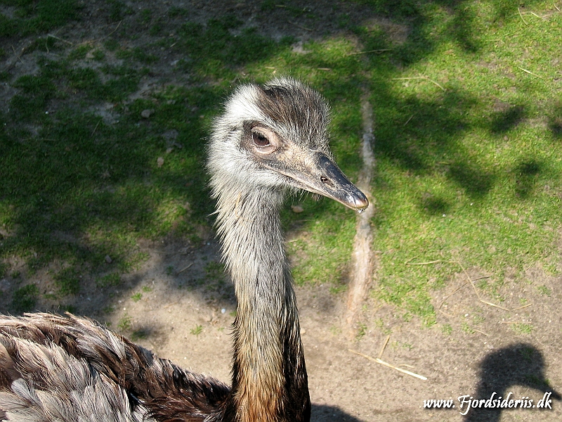 KBH zoo 190703 068.JPG